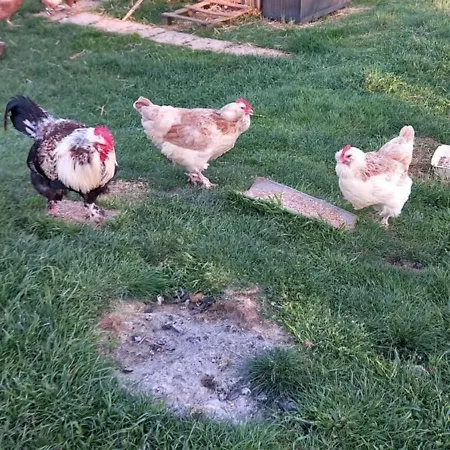 La Bellevue Ferienhaus Montcléra